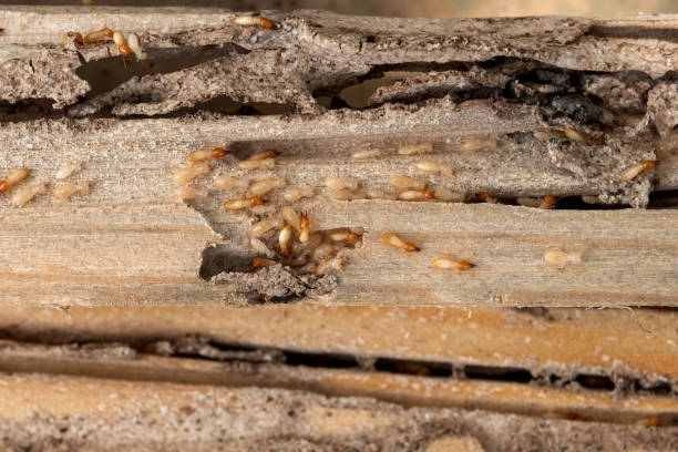 Best Affordable Pest Control Services  in Bonduel, WI